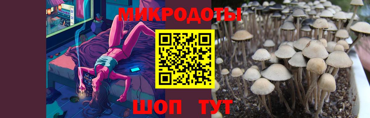 Галлюциногенные грибы Psilocybe Киселёвск